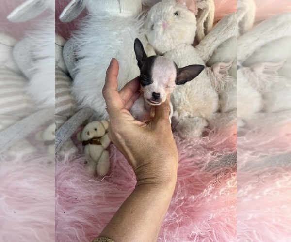Medium Photo #21 Chihuahua Puppy For Sale in DELRAY BEACH, FL, USA