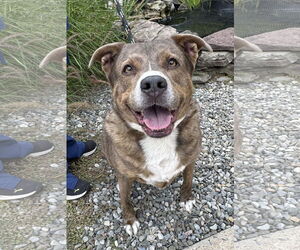 Australian Shepherd-Unknown Mix Dogs for adoption in Jackson , NJ, USA