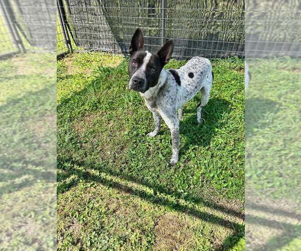 Medium Photo #11 Mutt Puppy For Sale in Abbeville, LA, USA