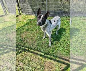 Jax - Male Mutt Dog for Adoption - Photo #11