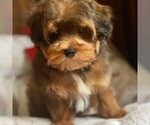Small Photo #2 Poodle (Toy)-Yorkshire Terrier Mix Puppy For Sale in OTTAWA, KS, USA
