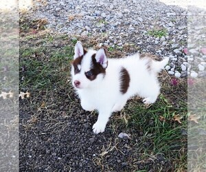 Pomsky Puppy for sale in BARNESVILLE, KS, USA
