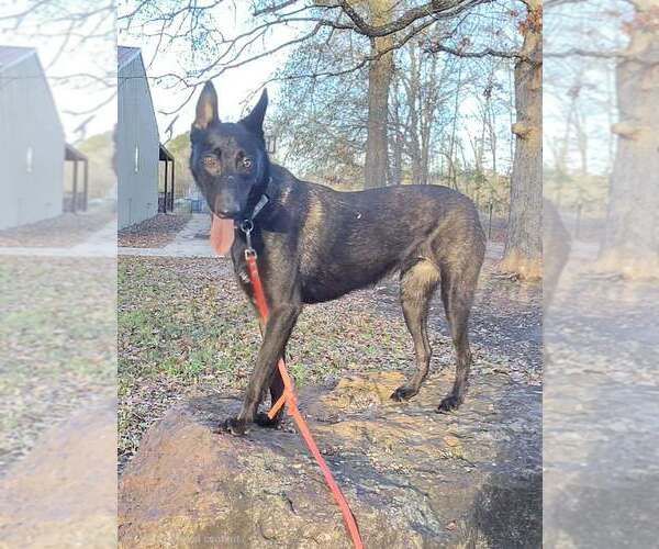 Medium Photo #5 Holland Shepherd-Unknown Mix Puppy For Sale in Imlay City, MI, USA