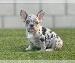 Small Photo #11 French Bulldog Puppy For Sale in HOUSTON, TX, USA