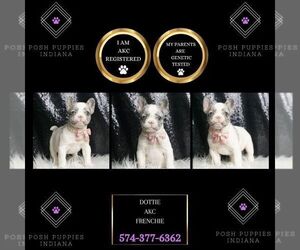 French Bulldog Puppy for sale in WARSAW, IN, USA