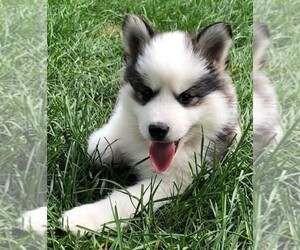 Pomsky Puppy for sale in SAVOY, MA, USA