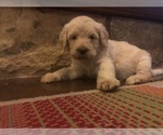 Small Photo #9 Labradoodle Puppy For Sale in JARRELL, TX, USA