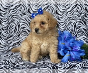 Bichpoo Puppy for sale in CEDAR LANE, PA, USA