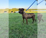 Small #1 Black Mouth Cur-Labrador Retriever Mix