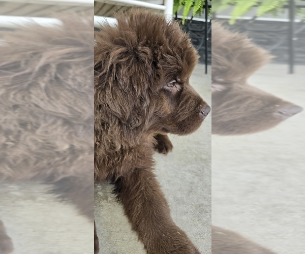 Medium Photo #100 Newfoundland Puppy For Sale in TILTON, IL, USA