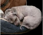 Small #3 ShihPoo