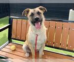 Small #1 German Shepherd Dog Mix