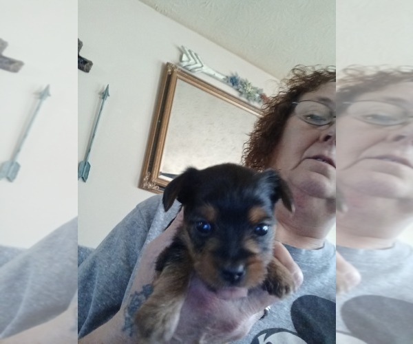 Medium Photo #1 Yorkshire Terrier Puppy For Sale in LOGANVILLE, GA, USA