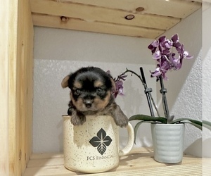 Yorkshire Terrier Puppy for sale in CASSVILLE, MO, USA