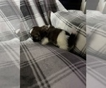 Small Photo #20 Shih Tzu Puppy For Sale in GLENDALE HEIGHTS, IL, USA