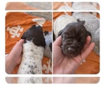Small #1 German Shorthaired Pointer