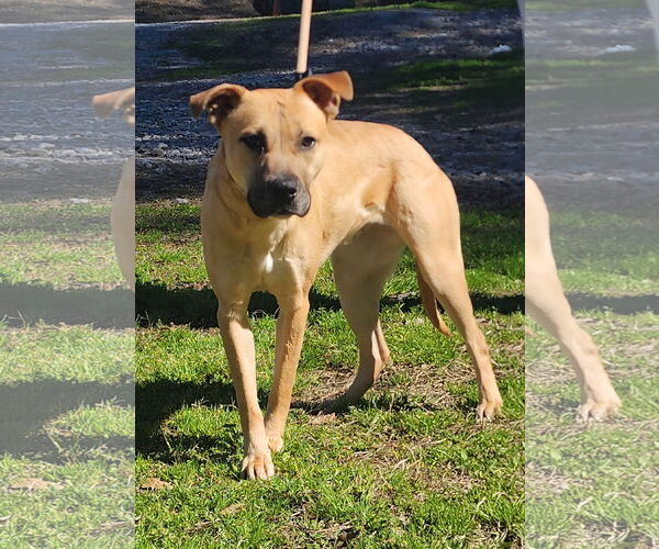 Medium Photo #2 American Pit Bull Terrier-Unknown Mix Puppy For Sale in Wetumpka, AL, USA
