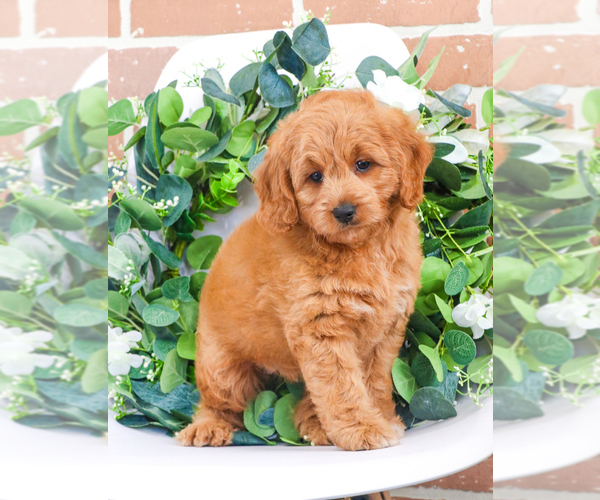 View Ad: Goldendoodle Puppy for Sale near Indiana, SYRACUSE, USA. ADN ...