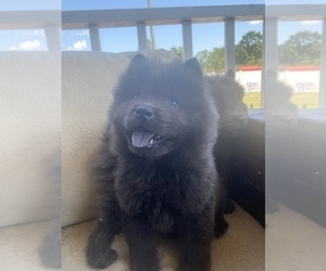 Chow Chow Puppy for sale in FLORENCE, SC, USA