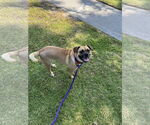 Small #6 Pug Mix