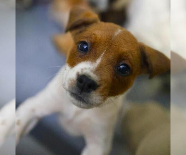 Medium Photo #1 American Staffordshire Terrier-Unknown Mix Puppy For Sale in San Antonio, TX, USA