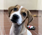 Small #1 Labrador Retriever Mix