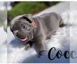 Small Photo #6 French Bulldog Puppy For Sale in CARTERET, NJ, USA