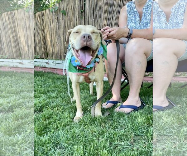 Medium Photo #7 American Pit Bull Terrier-Unknown Mix Puppy For Sale in Oakhurst, NJ, USA