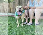 Small #6 American Pit Bull Terrier Mix