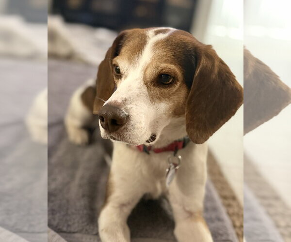 Medium Photo #11 Beagle Puppy For Sale in Dunnellon, FL, USA