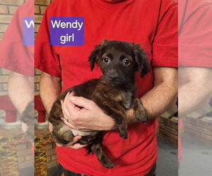 Dachshund-Unknown Mix Dogs for adoption in Aurora, IN, USA