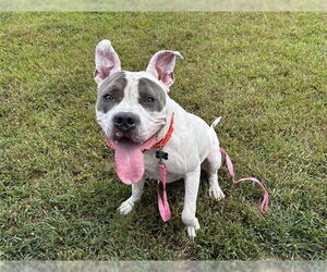 Medium American Pit Bull Terrier
