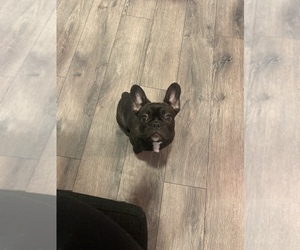 French Bulldog Puppy for sale in ANTIOCH, CA, USA