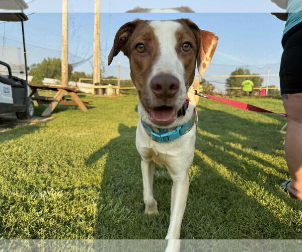 Medium Photo #2 Mutt Puppy For Sale in Coralville, IA, USA