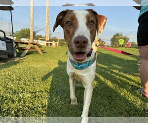 Honeybun - Female Mutt Dog for Adoption - Photo #2