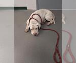 Small American Pit Bull Terrier Mix