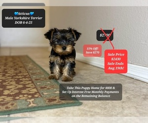 Yorkshire Terrier Puppy for sale in TUCSON, AZ, USA