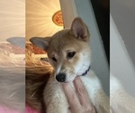 Puppy Asami Shiba Inu