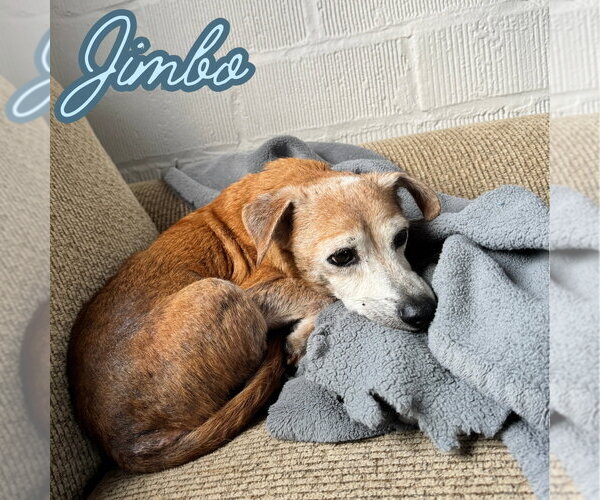 Medium Photo #13 Dachshund-Unknown Mix Puppy For Sale in San Antonio, TX, USA