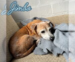 Small #12 Dachshund Mix