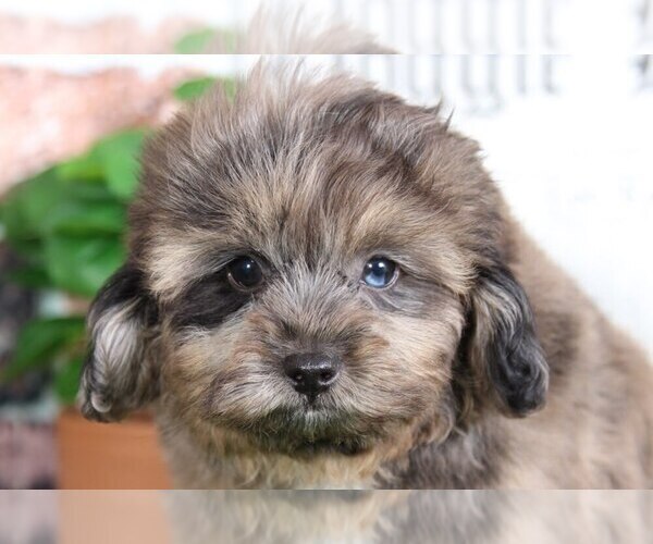 Medium Photo #2 Shih-Poo Puppy For Sale in BEL AIR, MD, USA