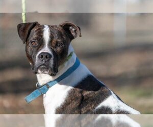 Boxer-Unknown Mix Dogs for adoption in Terre Haute, IN, USA