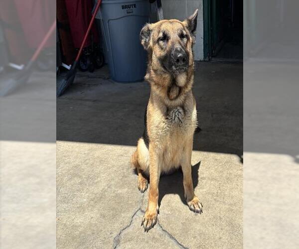 Medium Photo #2 German Shepherd Dog Puppy For Sale in San Bernardino, CA, USA