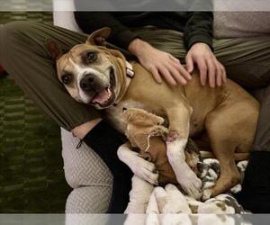 DOVEY - Female Boxer-Unknown Mix Dog for Adoption - Photo #2