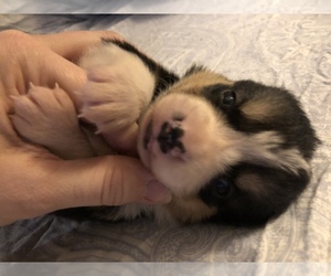 Pembroke Welsh Corgi Puppy for sale in RAMONA, OK, USA