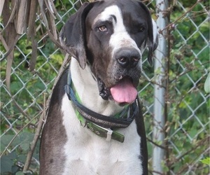 Great Dane Litter for sale in BARTOW, FL, USA