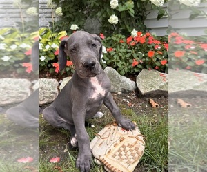 Great Dane Puppy for sale in MIDDLEBURY, IN, USA