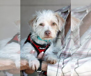Freddie - Male Mutt Dog for Adoption - Photo #4