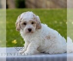 Small #2 Maltipoo