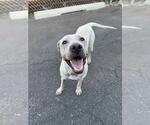 Small #1 American Pit Bull Terrier Mix